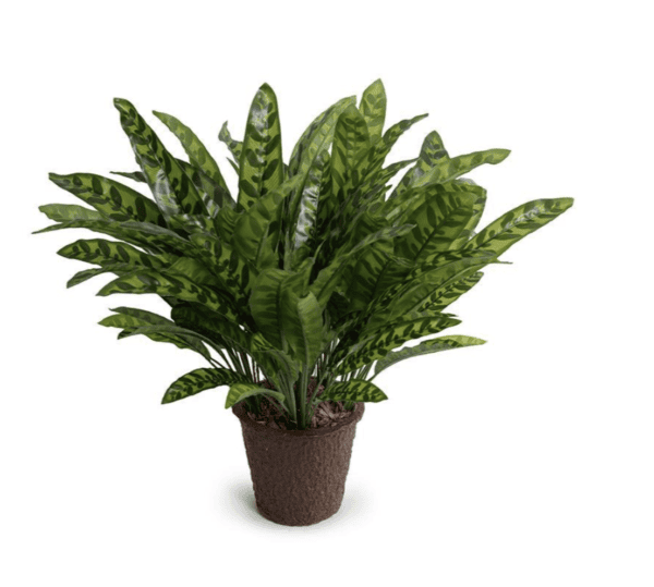 Chinese Evergreen Aglaonema